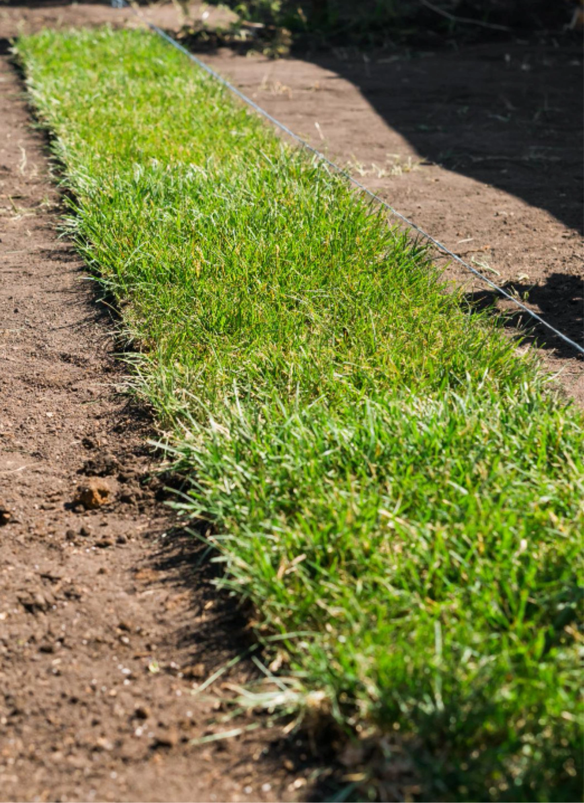 Residential artificial turf installation for a Dallas backyard