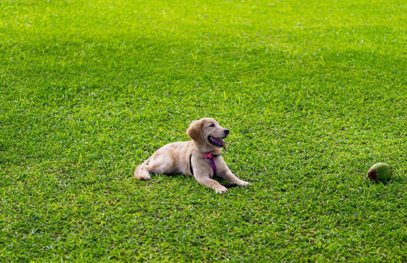 Artificial pet turf installed in a Dallas backyard for dogs